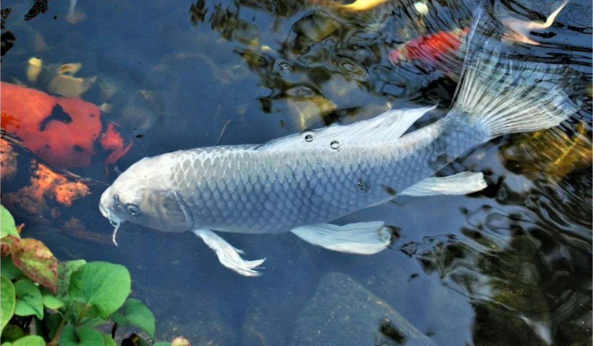 Koi fish in Oklahoma