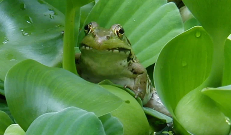 Koi ponds and water features that attract native Oklahoma wildlife