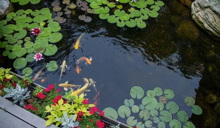 The Best Koi Pond and Water Feature Builder in Oklahoma City